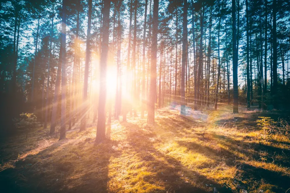 Forêtwebp